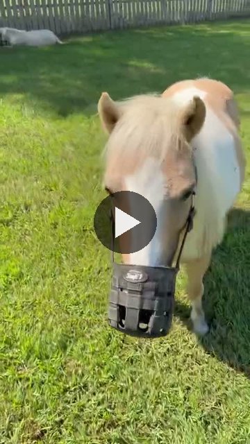 Video — August 26 2026