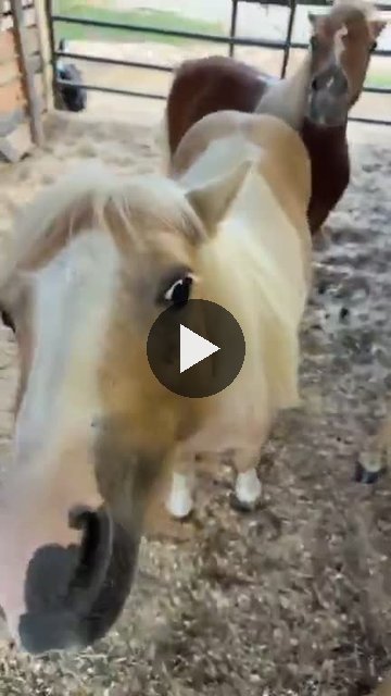 Video — August 26 2026