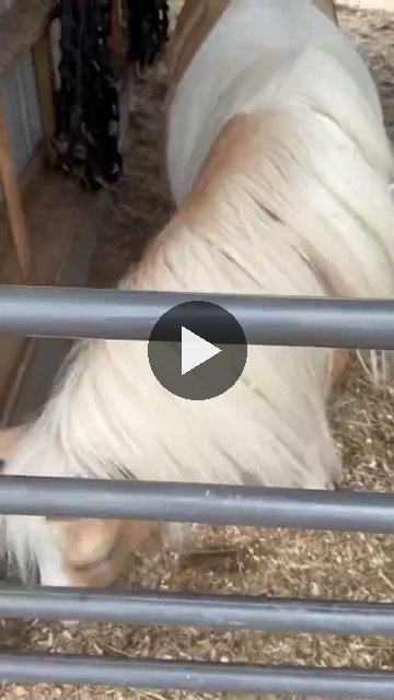 Video — August 5 2026