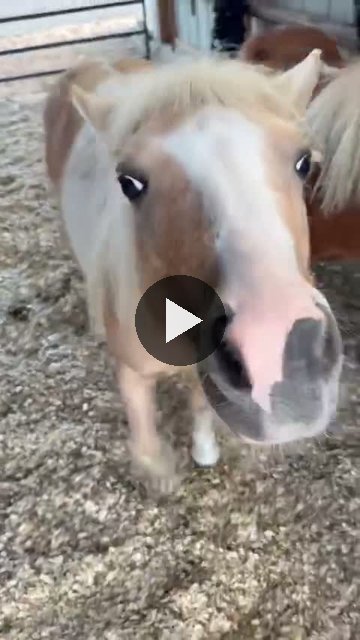 Video — September 11 2026