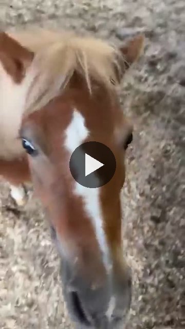 Video — August 28 2026
