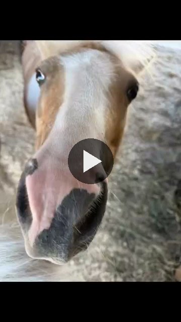 Video — September 3 2026