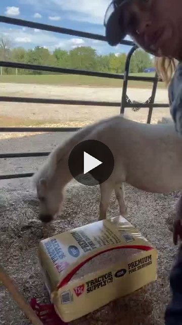 Video — September 5 2026