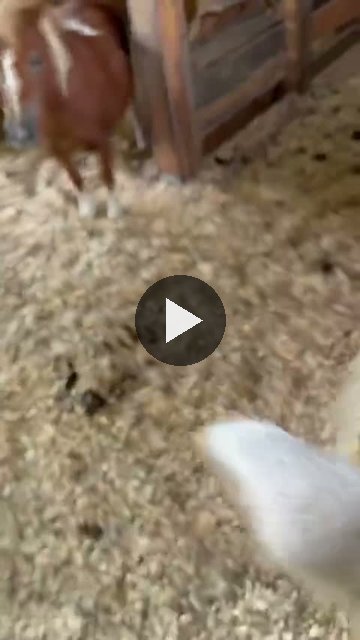 Video — September 6 2026