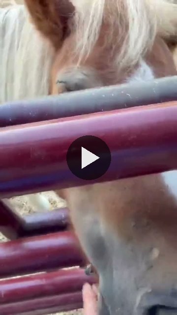 Video — September 4 2026