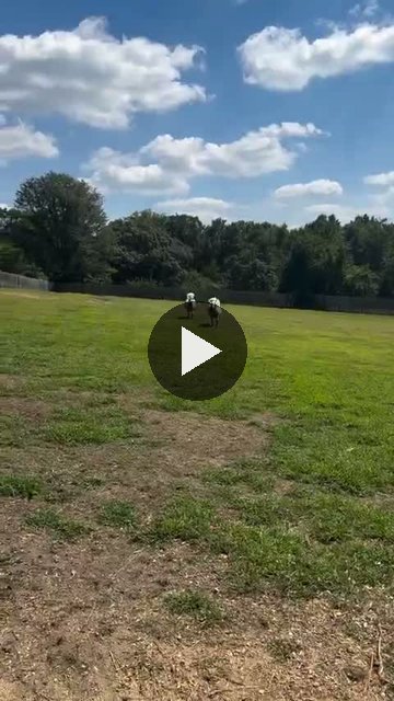 Video — August 29 2026