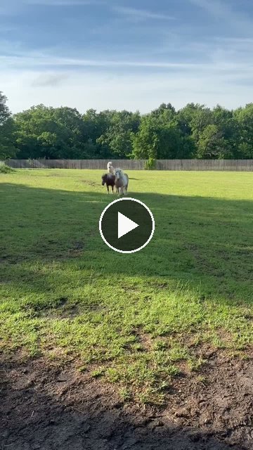 Video — May 20 2026