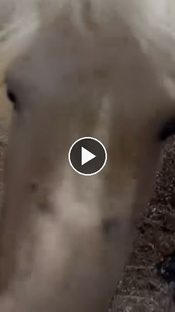 Video — June 9 2026