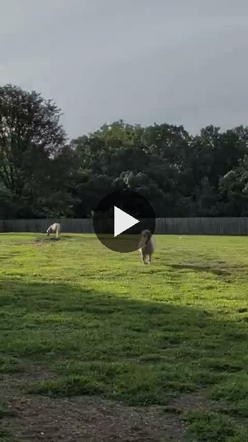 Video — August 29 2026
