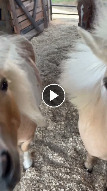 Video — May 25 2026