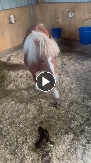 Video — June 11 2026