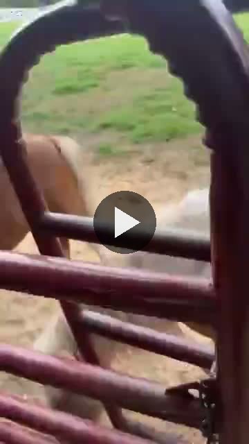 Video — August 16 2026