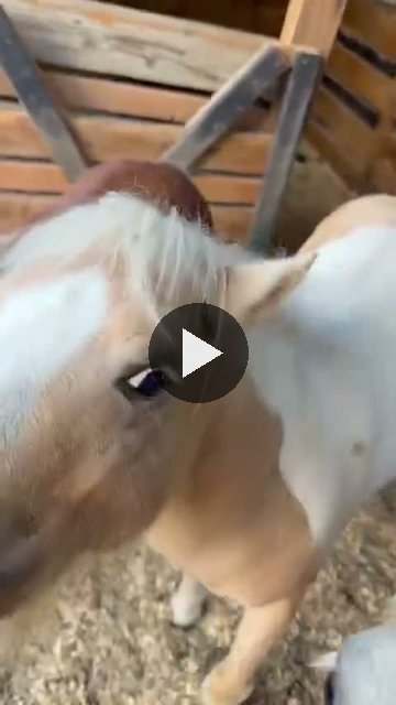 Video — September 7 2026