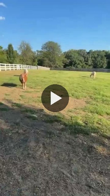 Video — September 5 2026