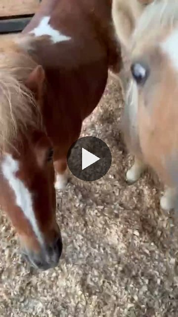 Video — September 24 2026