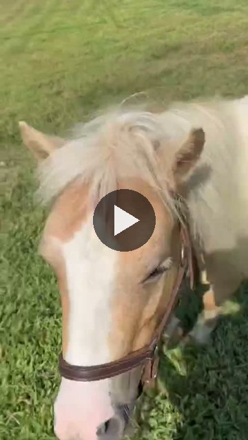 Video — August 26 2026