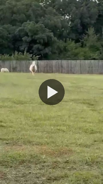 Video — September 28 2026