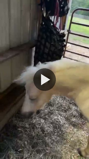 Video — September 12 2026