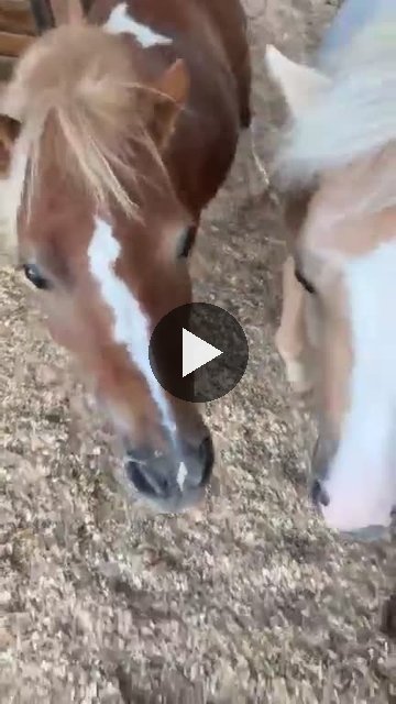 Video — September 2 2026