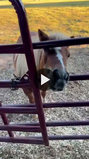 Video — October 4 2026
