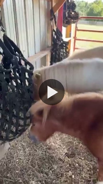 Video — September 24 2026