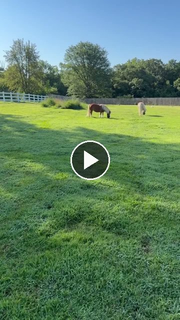 Video — July 17 2026