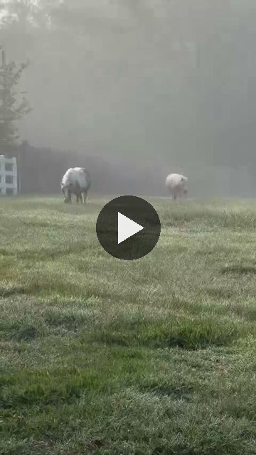 Video — September 11 2026