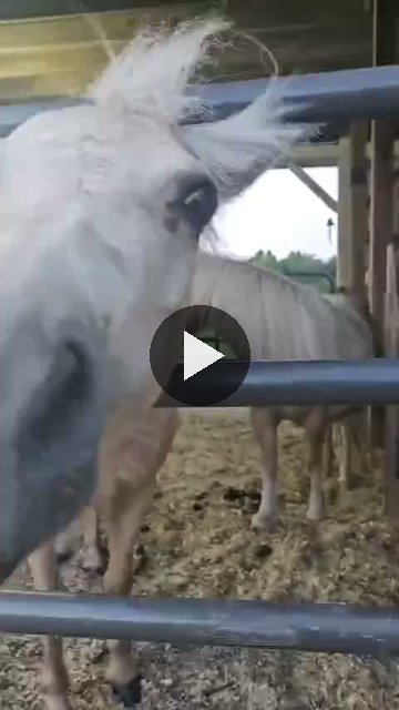 Video — August 12 2026
