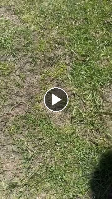 Video — May 3 2026