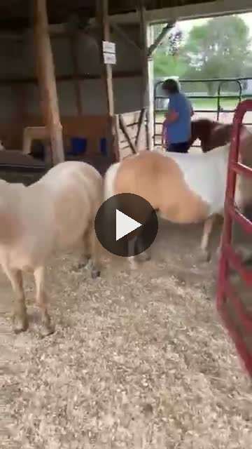 Video — August 9 2026