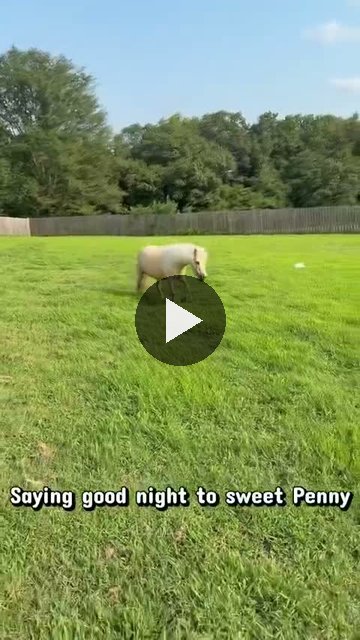 Video — August 8 2026