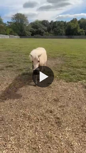 Video — September 23 2026