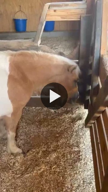 Video — August 21 2026