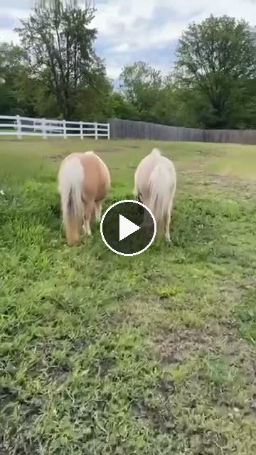 Video — May 10 2026