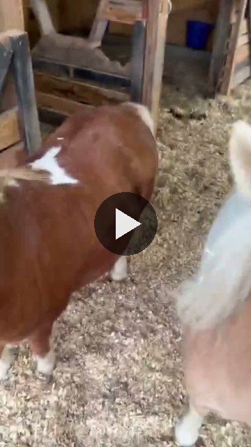Video — September 16 2026