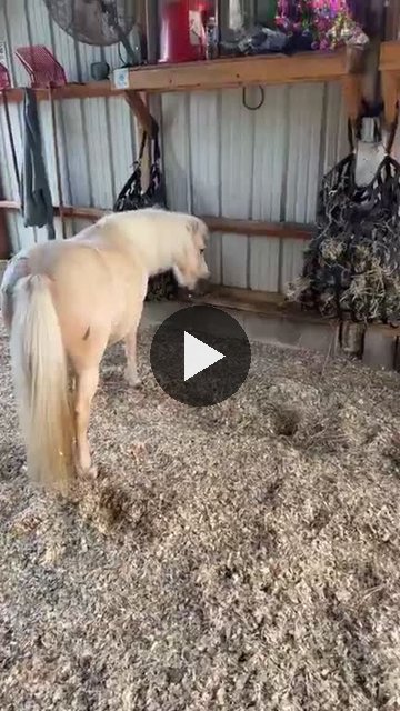 Video — September 27 2026