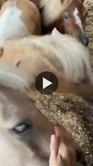 Video — September 4 2026