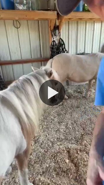 Video — September 6 2026