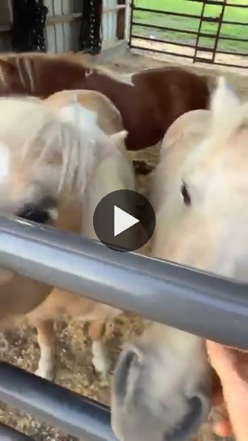 Video — August 13 2026