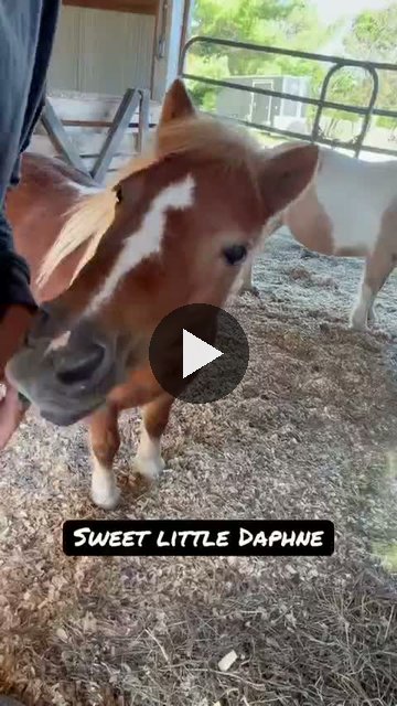Video — October 3 2026
