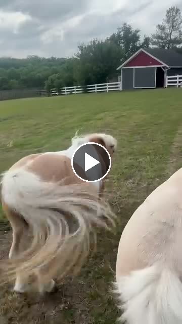 Video — May 17 2026