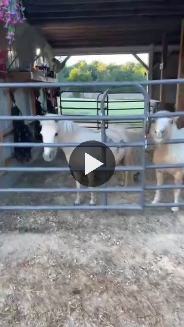 Video — August 18 2026