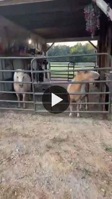 Video — August 27 2026