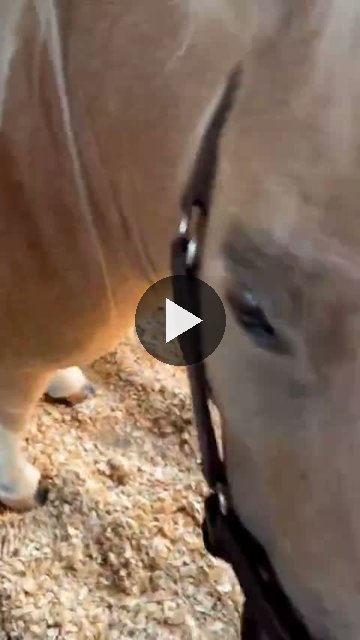 Video — September 4 2026