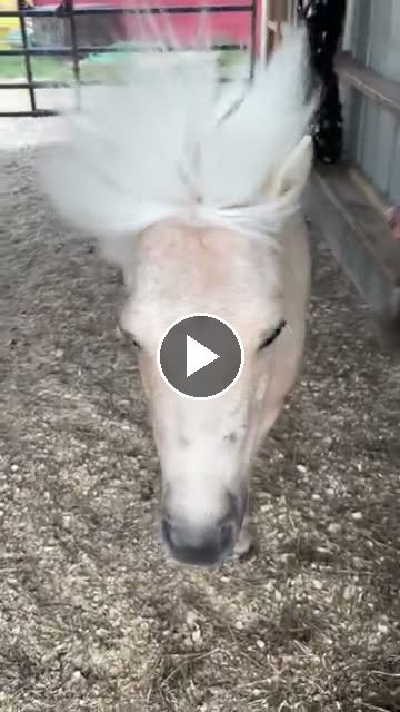 Video — May 17 2026