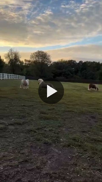 Video — October 3 2026