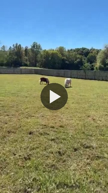 Video — October 2 2026