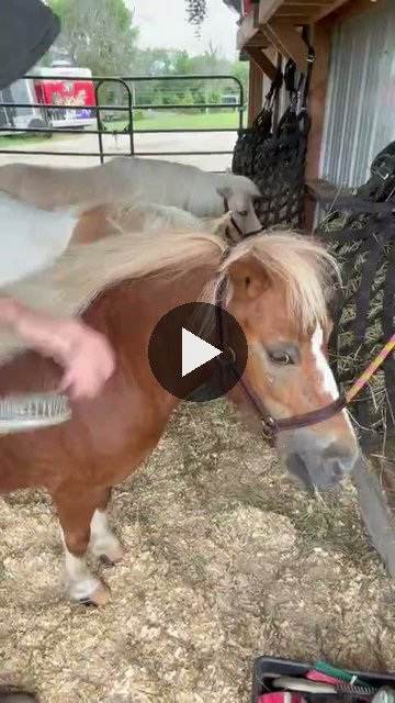 Video — August 18 2026