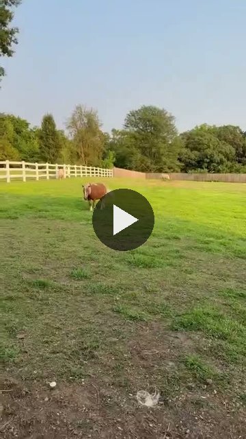 Video — August 10 2026