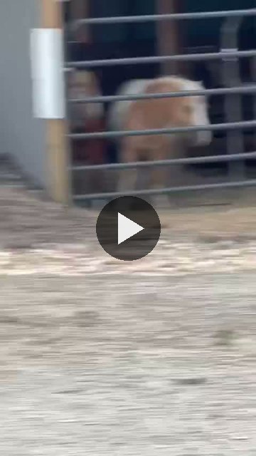 Video — August 10 2026